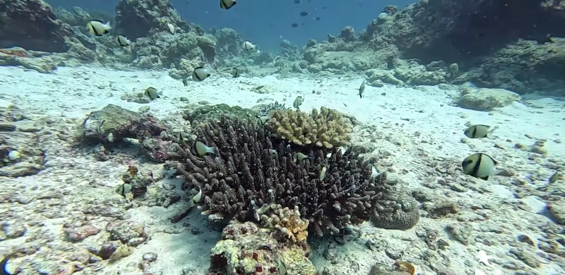 Tauchen und Schnorcheln: Die Unterwasserwelt der Malediven ist einfach atemberaubend.